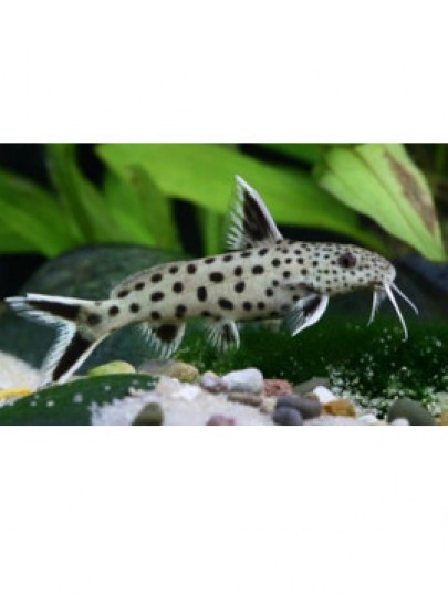 Synodontis petricola